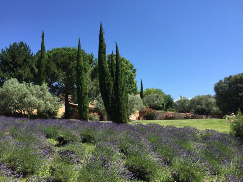 Lavenders in a garden in Provence
