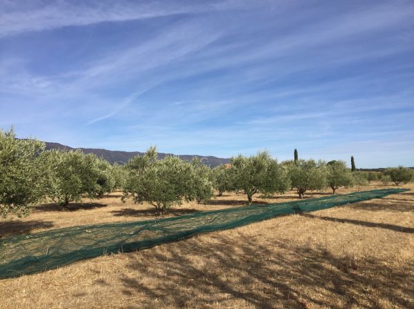 Olive harvest in  Provence