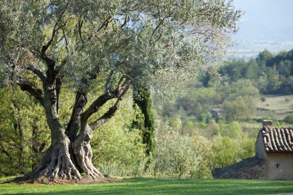Olive tree more than one hundred year old