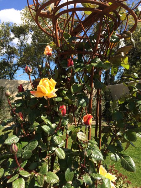 Roses sur un treille dans un jardin en Provence